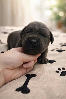 Cane Corso šteniatka s PP / predbežná rezervácia