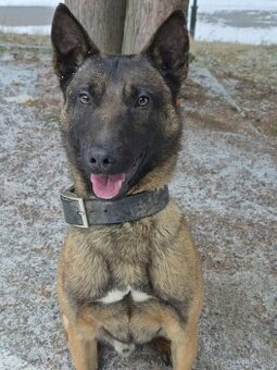 Belgický ovčiak malinois