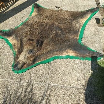 Predám kožu diviaka