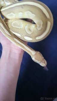 Pyton python regius kráľovský