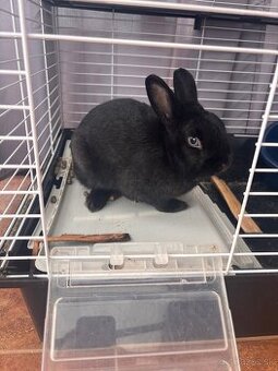 Zakrsly králik do dobrých rúk – s výbavou