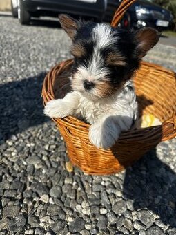 Yorkshire teriér mini
