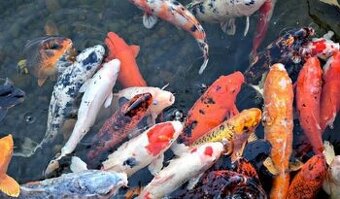 Koi kapre