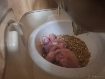 Alexander malý Violet kakadu ružovy