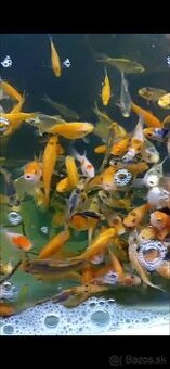 Karas,koi kapor