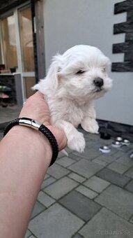 Mini maltezak
