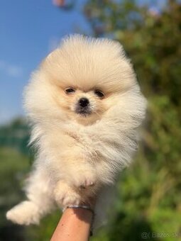 Pomeranian