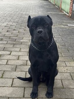 Cane Corso na krytie