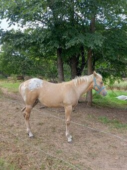 Appaloosa