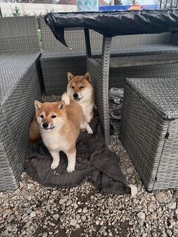 Shiba Inu