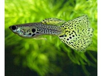 Gupky / guppy