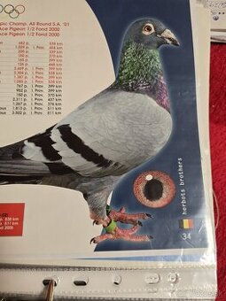 Predam postove holuby