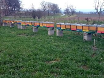 Predám včely vyzimované