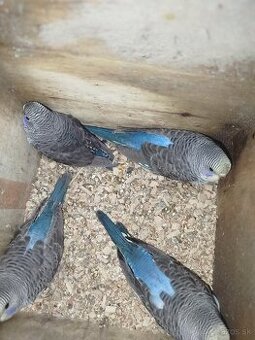 Andulka blackwing, ciernokrydla