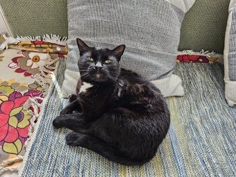 Darujm mačičku Mirku do rodinného domu