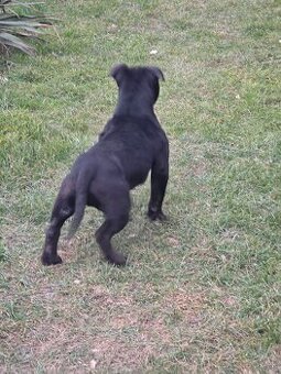 American bully Štandard