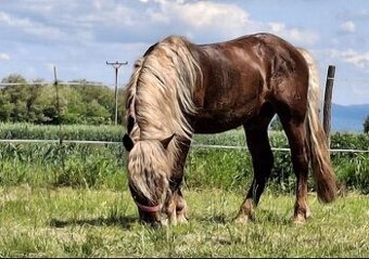 Slezsky Norik zrebec