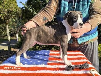 AMERICKÝ STAFORDŠÍRSKY TERIÉR s PP