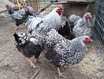 predám násadové vajcia wyandotka sčl