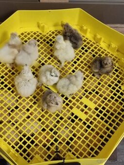 Nasadové vajcia - Hodvábnicky