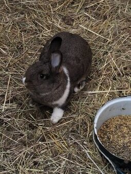 Samice na pripustenie