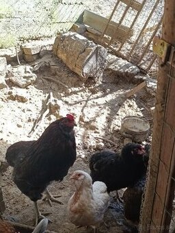 Aracuana, Ameraucana násadové vajcia, vajíčka