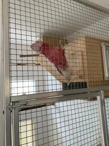 Kakadu ružový lutino - 1