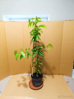 Citrónovník stromček výška 90cm