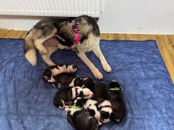 Prodám krásné štěňátka sibiřský husky k rezervací