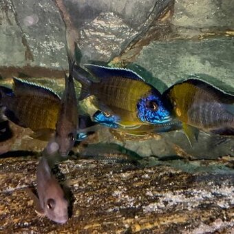 Aulonocara blue neon