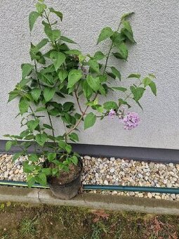 Orgovan plnokvety fialovy
