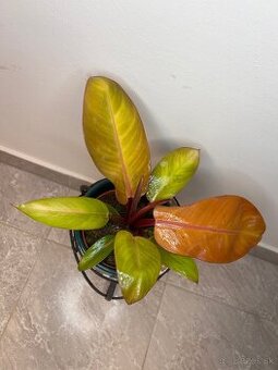 Philodendron Prince of Orange
