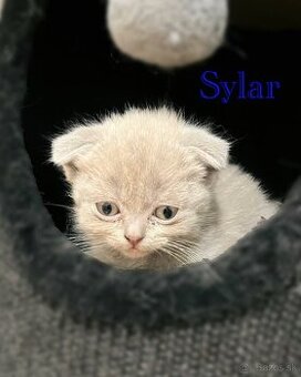 Škótske Rovnouché/Klapouché mačiatká(Scottish Fold/Straight)