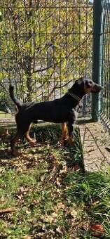 Jagdterrier