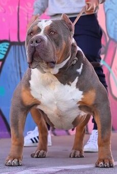 ✨ ŠTENIATKA AMERICAN BULLY XL/XXL