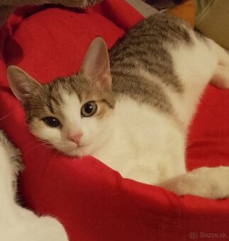 3 mesačné mačiatko