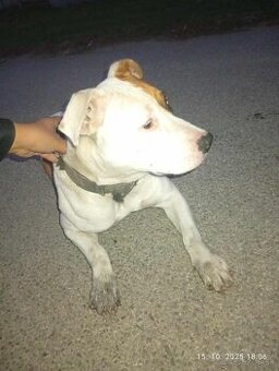 Pitbull