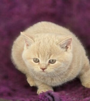 Britske mačiatko britska