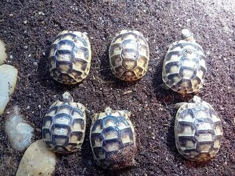 Korytnačka žltočierna / testudo marginata