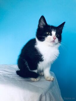 VIOLET SI HĽADÁ DOMOV VO VNÚTRI - 1