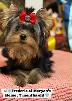 Yorkshire Terrier, Mini Yorkshire, yorki, jorksir