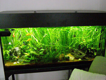 Rastliny do akvária - valisnérie