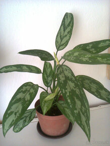 Orchidea