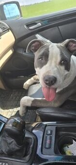 American bully štandard