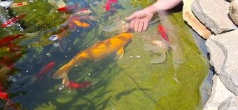 Koi kapor