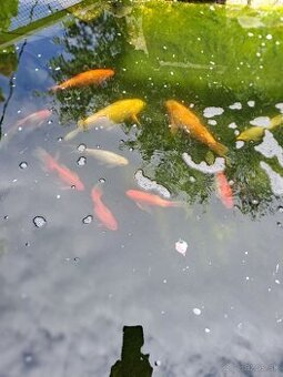 Koi kapor