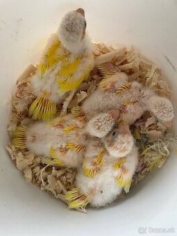 kakariky