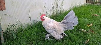 Milflerky