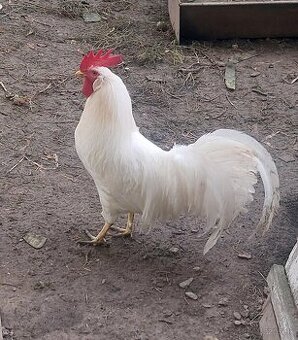 kohut leghorn