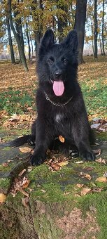 Nemecký ovčiak šteniatka